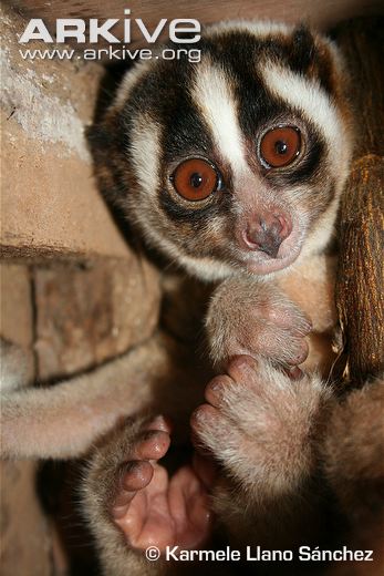 http://lorises.ru http://lorises.ru