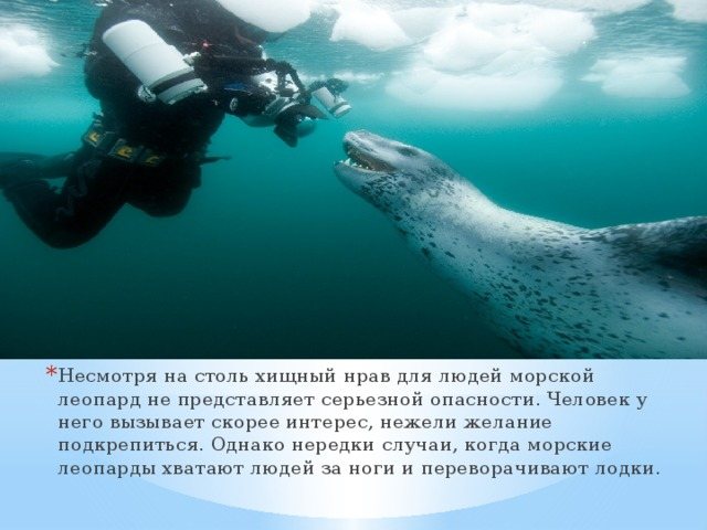 Презентация морской леопард