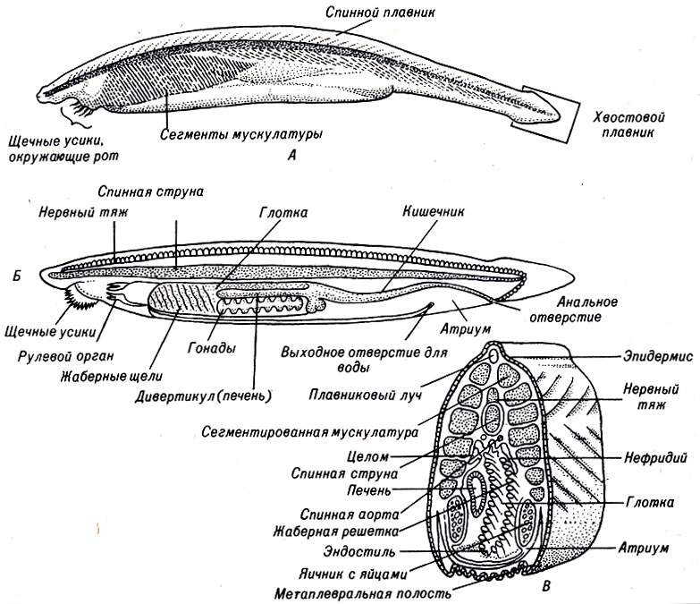 Общий план строения хордовых